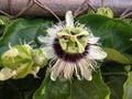 Hawaiian Lilikoi Flower Royalty Free Stock Photo