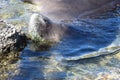 Hawaiian Monk seal breathing