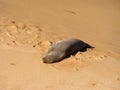 Monk seal on Maui beach in Hawaii Royalty Free Stock Photo