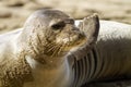 Hawaiian Monk Seal Kauai Hawaii Royalty Free Stock Photo