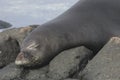 Hawaiian Monk Seal Neomonachus schauinslandi