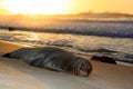 Hawaiian Monk seal resting