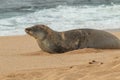 Hawaiian Monk Seal Resting on Beach Royalty Free Stock Photo