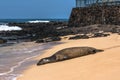 Seal at Poipu beach, Kauai, Hawaii Royalty Free Stock Photo
