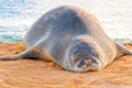 Hawaiian Monk Seal rests on beach at sunset in Kauai, Hawaii Royalty Free Stock Photo