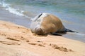 Hawaiian Monk Seal on sandy beach Royalty Free Stock Photo