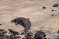 Hawaiian Monk Seal on sandy beach at Kailua bay in Kona, Hawaii, USA Royalty Free Stock Photo