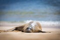 Hawaiian Monk Seal Royalty Free Stock Photo