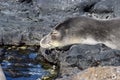 Hawaiian Monk seal sleeping