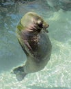 Hawaiian Monk Seal at Waikiki Aquarium