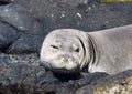 Hawaiian Monk seal wink Royalty Free Stock Photo