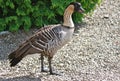 Hawaiian Nene Goose