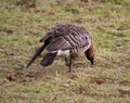 Hawaiian Nene Goose