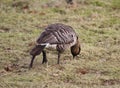 Hawaiian Nene Goose