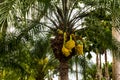 Hawaiian Palm Tree
