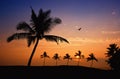 Hawaiian palm tree sunset Royalty Free Stock Photo