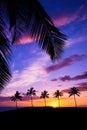 Hawaiian palm tree sunset Royalty Free Stock Photo