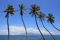 Hawaiian palm trees