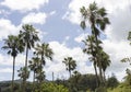 Hawaiian Palm Trees Against Blue Sky Royalty Free Stock Photo
