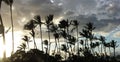 Hawaiian Palm Trees & Breeze