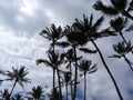 Low angle view of Hawaiian palm trees