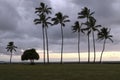 Hawaiian Palm Trees - Sunrise Royalty Free Stock Photo