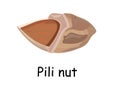 Hawaiian Pili nut. Exotic products. Walnut pili. illustration isolated on white background. Useful vegan food. Nuts are good