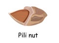 Hawaiian Pili nut. Exotic products. Walnut pili. Vector illustration isolated on white background. Useful vegan food. Nuts are