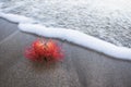 Pin Cushion Flower in Sand About to be Hit with Foam of Wave Royalty Free Stock Photo