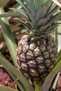Hawaiian Pineapple 2