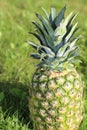 Hawaiian pineapple tours