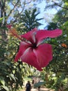 Hawaiian pink hibiscus flower Flora