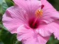 Hawaiian Pink Hibiscus Flower Closeup