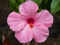 Beautiful Hawaiian Pink Hibiscus Flower