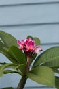 Hawaiian pink plumeria hybrid, frangipani blooms