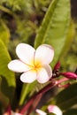 Hawaiian pink and white plumeria hybrid