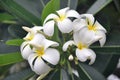 Hawaiian Plumeria Cluster