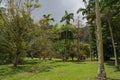 Hawaiian Rain Forest in the Koolaus