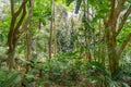 Hawaiian Rain Forest in the Koolaus