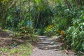 Hawaiian Rain Forest in the Koolaus