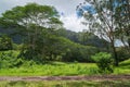 Hawaiian Rain Forest in the Koolaus