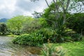 Hawaiian Rain Forest in the Koolaus