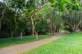 Hawaiian Rain Forest in the Koolaus