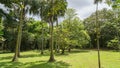 Hawaiian Rain Forest in the Koolaus