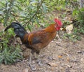 Hawaiian rooster Royalty Free Stock Photo