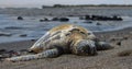 Hawaiian Sea Turtle on the Beach Royalty Free Stock Photo