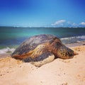 Hawaiian Sea Turtle on beach Royalty Free Stock Photo