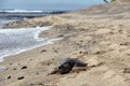 Hawaiian sea turtle on the beach Royalty Free Stock Photo