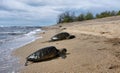 Hawaiian sea turtle on the beach Royalty Free Stock Photo