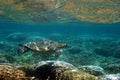 Hawaiian Sea Turtle Below the Surface Royalty Free Stock Photo